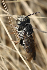 Coelioxys rufitarsis