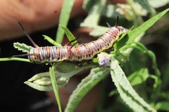 Danaus gilippus