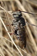 Coelioxys rufitarsis