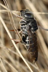 Coelioxys rufitarsis