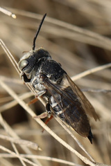 Coelioxys rufitarsis
