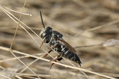 Coelioxys rufitarsis