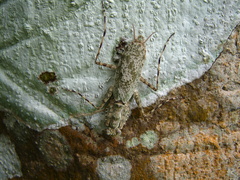 Hagiomantis