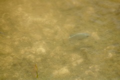 Cyprinodon macularius