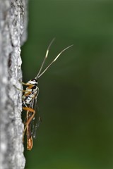 Cratichneumon w-album