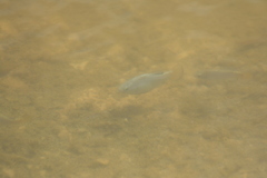 Cyprinodon macularius