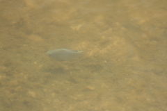 Cyprinodon macularius