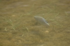 Cyprinodon macularius