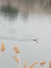 Podiceps cristatus