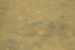 Cyprinodon macularius