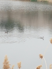Podiceps cristatus