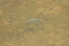 Cyprinodon macularius