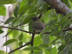 Chiroxiphia lanceolata