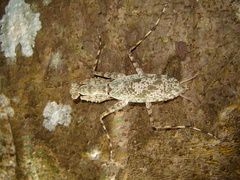 Hagiomantis