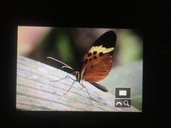 Melinaea menophilus zaneka