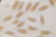 Bactridium ellisii