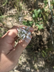 Liatris carrizana