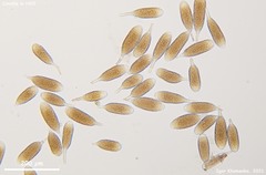 Bactridium ellisii
