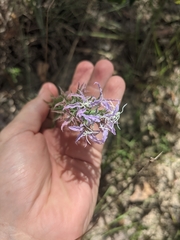 Liatris carrizana