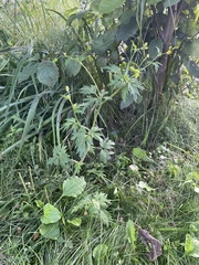 Ranunculus pensylvanicus