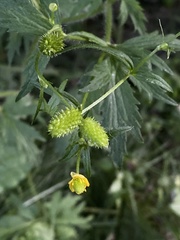 Ranunculus pensylvanicus