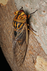 Macrotristria godingi