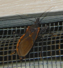 Triatoma rubida