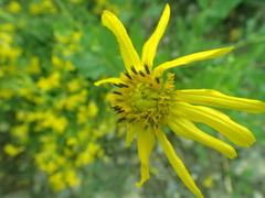 Verbesina rothrockii