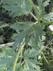 Ranunculus pensylvanicus