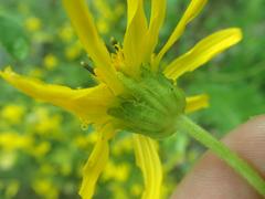 Verbesina rothrockii