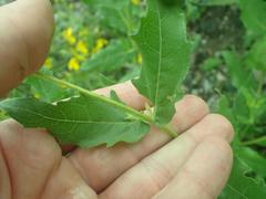 Verbesina rothrockii