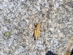 Melanoplus washingtonius