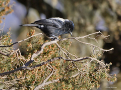 Melaniparus leuconotus