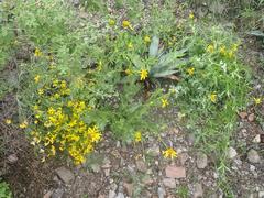 Verbesina rothrockii