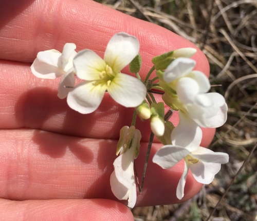 Physaria ovalifolia