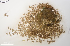 Bactridium ellisii