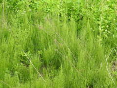 Equisetum palustre