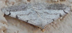 Digrammia pallidata