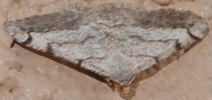 Digrammia pallidata