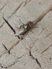 Diptera
