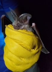 Macrotus californicus