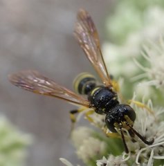Cerceris clypeata