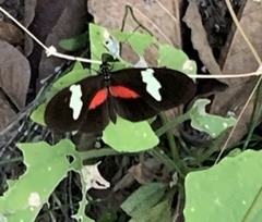 Heliconius himera