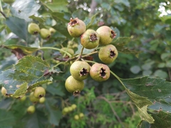 Crataegus pinnatifida