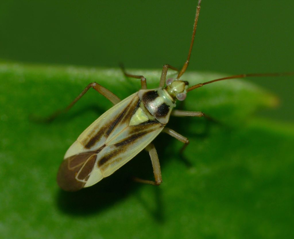 Two-spotted Grass Bug