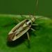 Two-spotted Grass Bug - Photo (c) Steve Kerr, some rights reserved (CC BY), uploaded by Steve Kerr