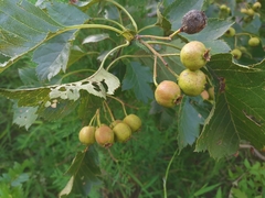 Crataegus pinnatifida