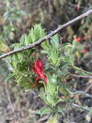Tetramerium sagasteguianum