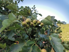 Crataegus pinnatifida