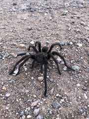 Aphonopelma gabeli